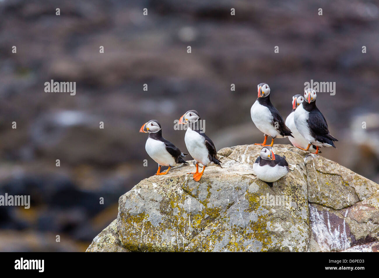 Le macareux moine macareux (commun) (Fratercula arctica), l'île de Flatey, Islande, régions polaires Banque D'Images