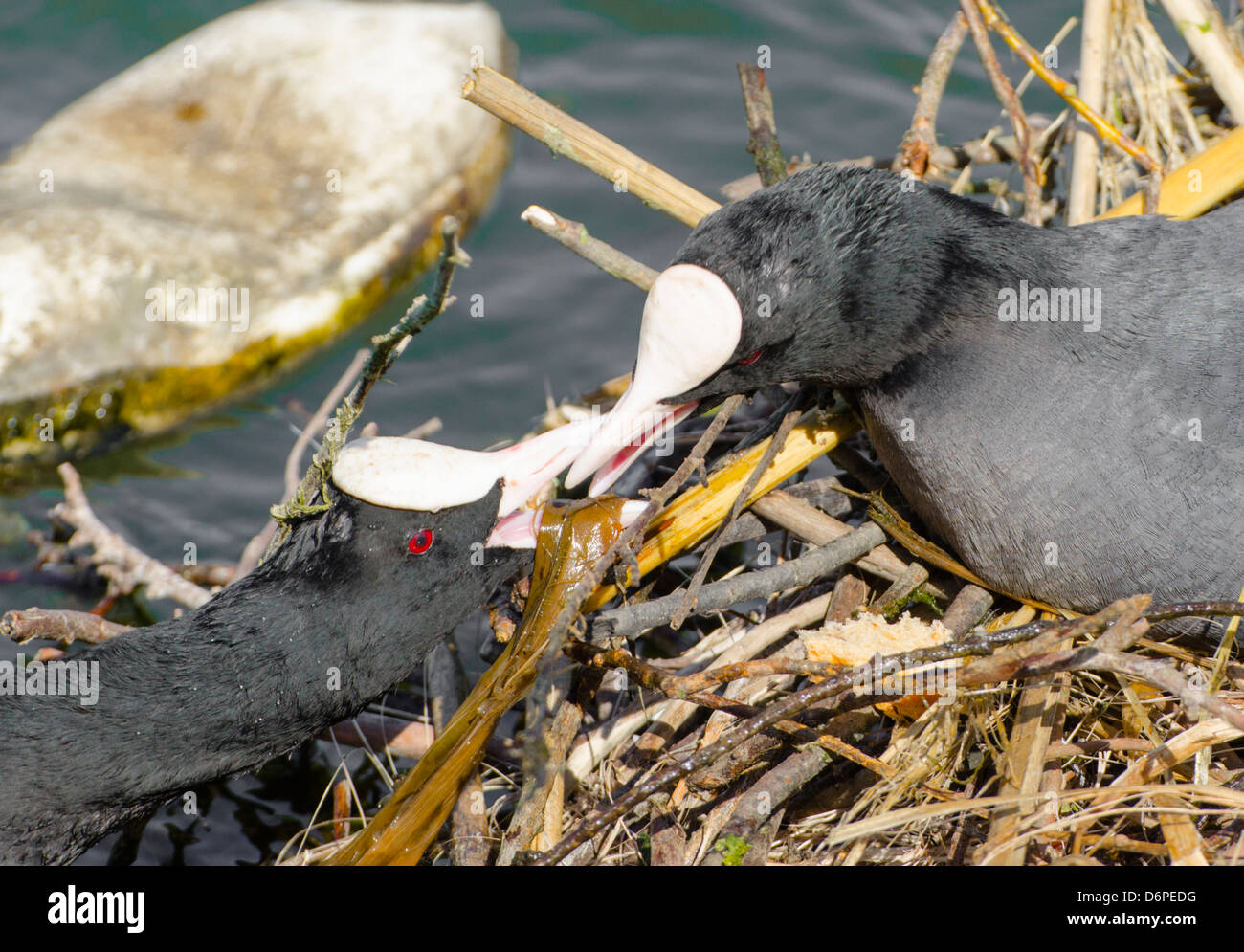 2 foulques construisent leur nid au-dessus de l'eau tandis que l'incubation des œufs. Banque D'Images