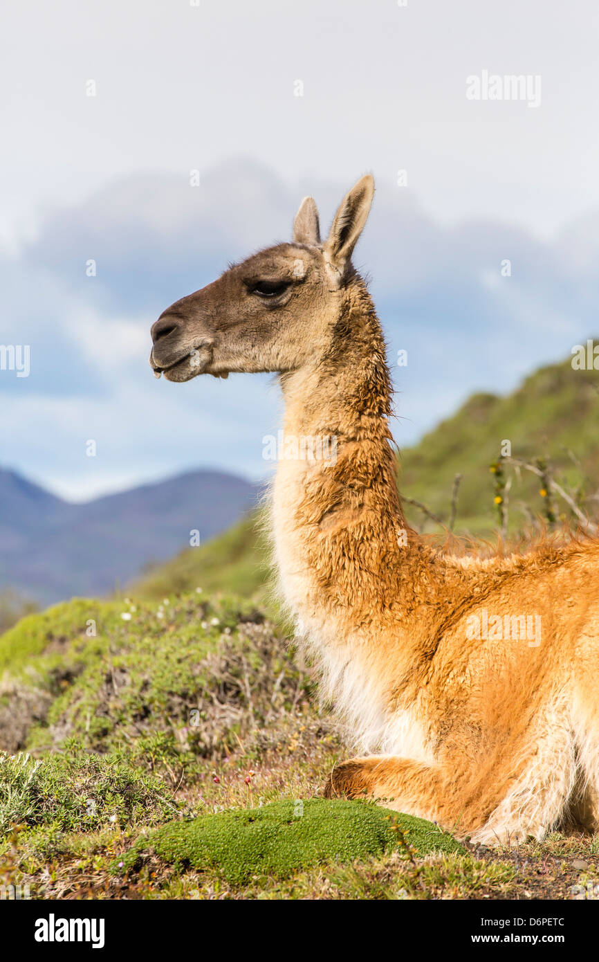 Des profils des guanacos (Lama guanicoe), Parc National Torres del Paine, Patagonie, Chili, Amérique du Sud Banque D'Images