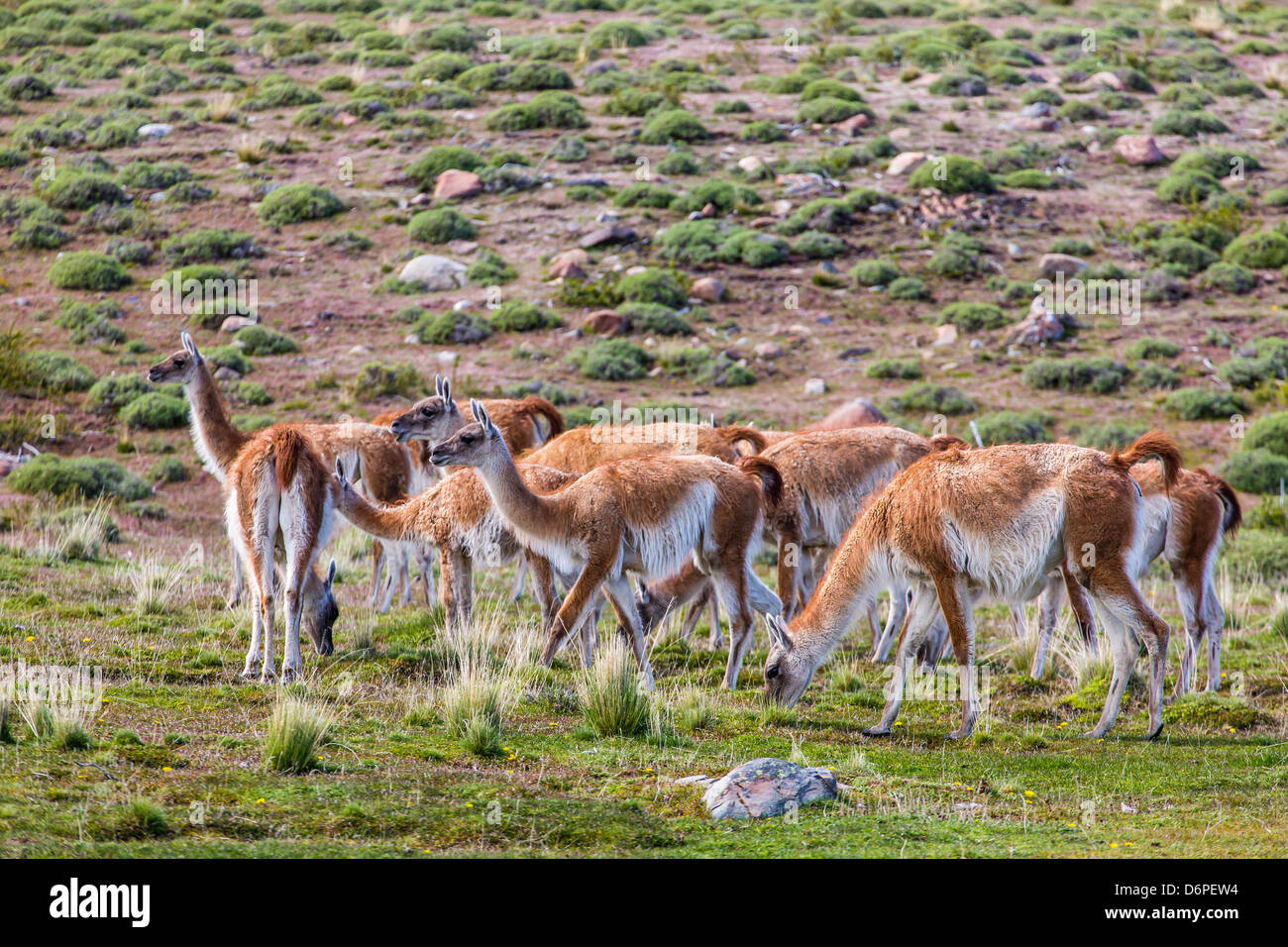 Des profils des guanacos (Lama guanicoe), Parc National Torres del Paine, Patagonie, Chili, Amérique du Sud Banque D'Images