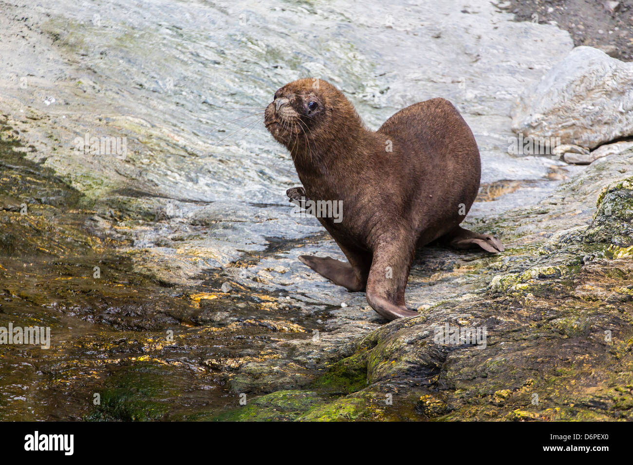 La mer d'Amérique du Sud (Otaria flavescens) Bull, Seno Agostini Fjord, détroit de Magellan, la Patagonie, le Chili, l'Amérique du Sud Banque D'Images