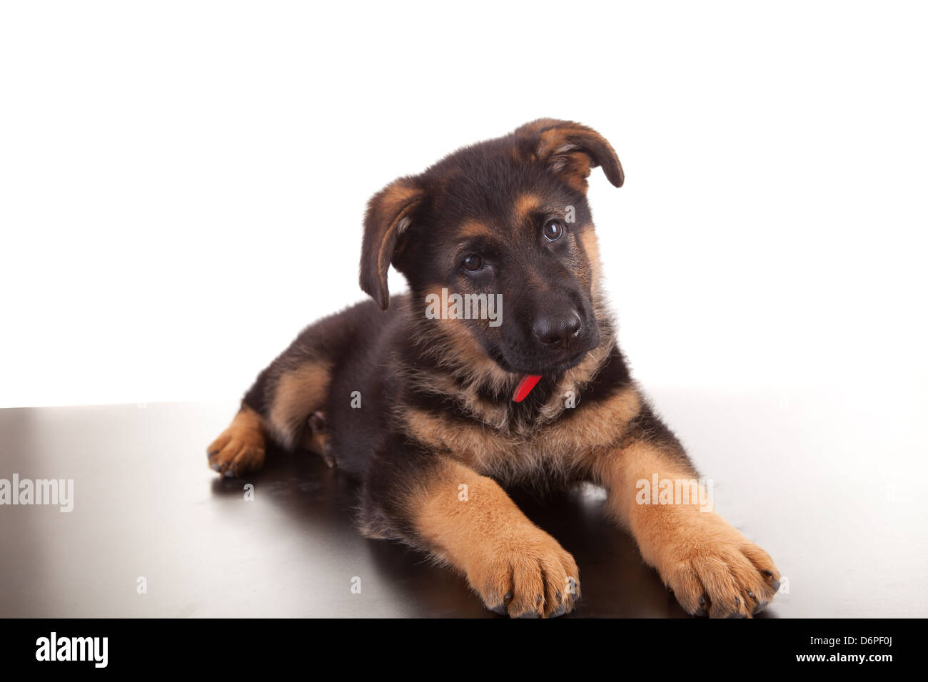 Bébé berger allemand, isolé sur fond blanc Banque D'Images