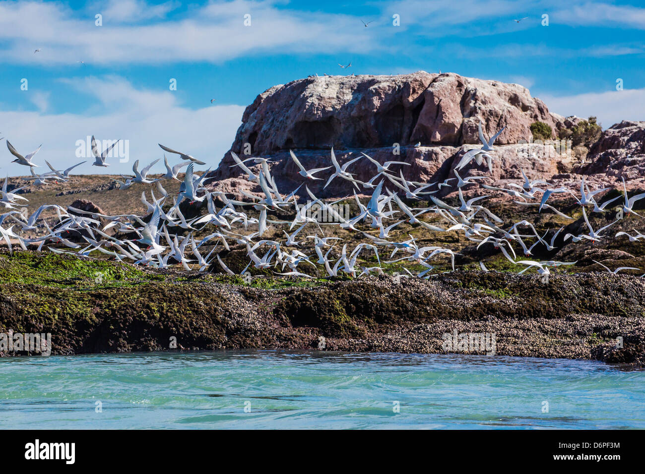 Les sternes de l'Amérique du Sud (Sterna hirundinacea) près de Rio Deseado, Puerto Deseado, Santa Cruz, en Patagonie, Argentine, Amérique du Sud Banque D'Images