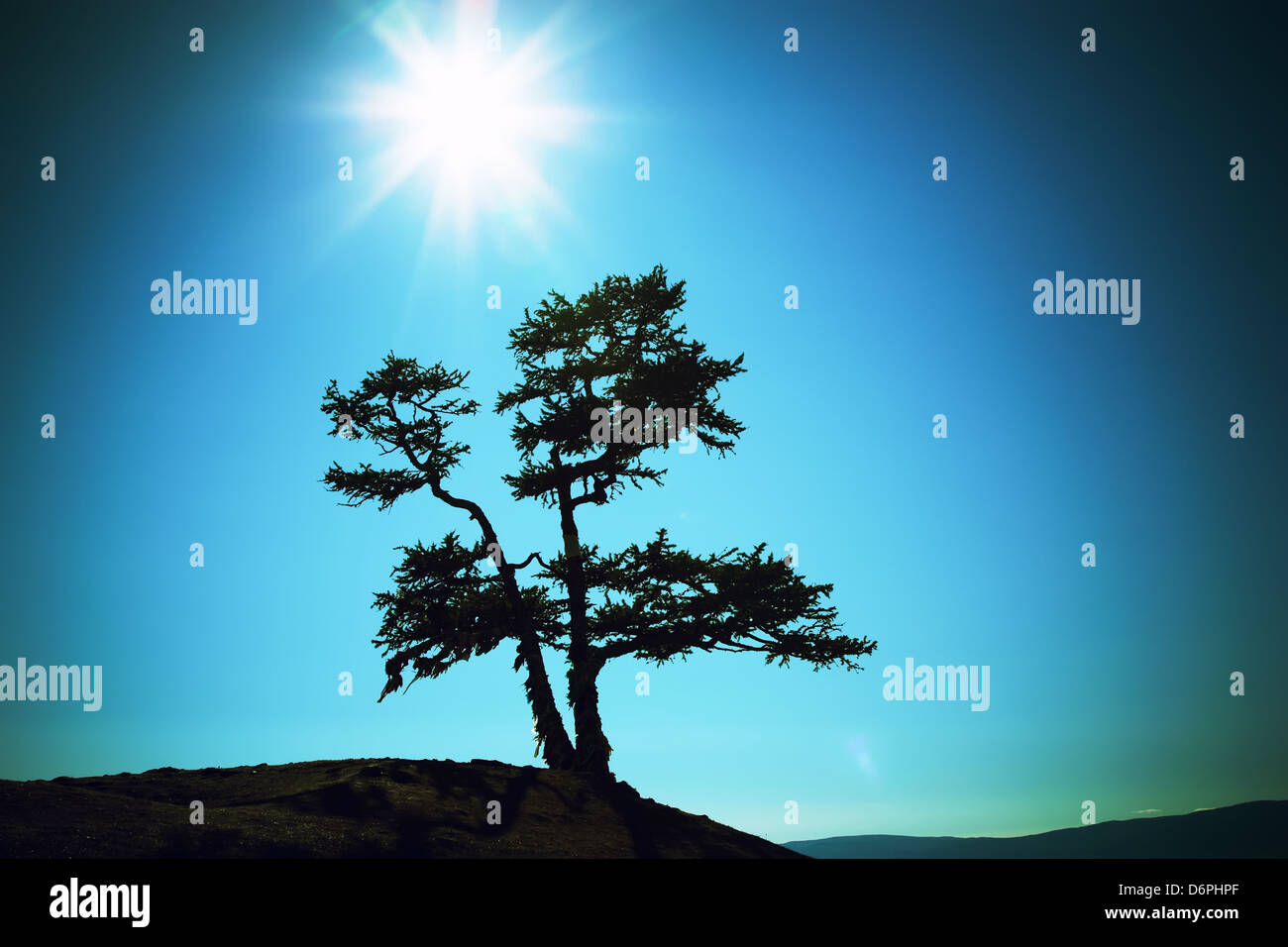 Silhouette d'un arbre contre le soleil le lac Baïkal Banque D'Images