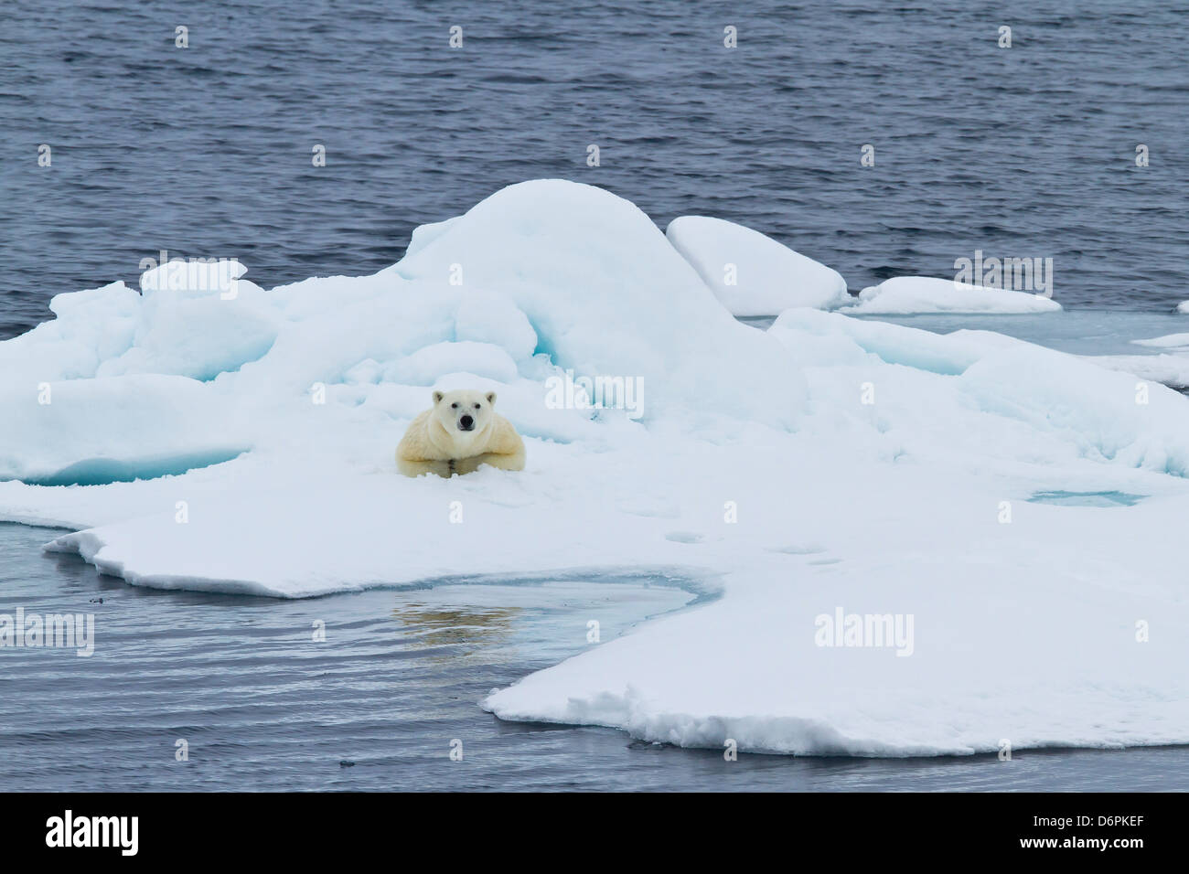Des profils l'ours polaire (Ursus maritimus) sur la glace près de l'île de Moffen, Svalbard, Norvège, Scandinavie, Europe Banque D'Images