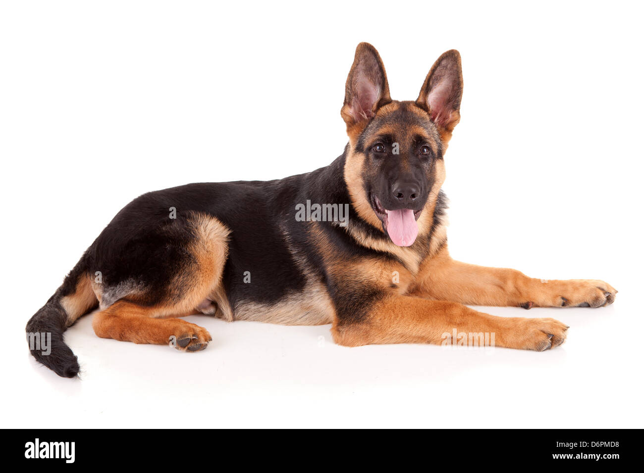Bebe Berger Allemand Isole Sur Fond Blanc Photo Stock Alamy