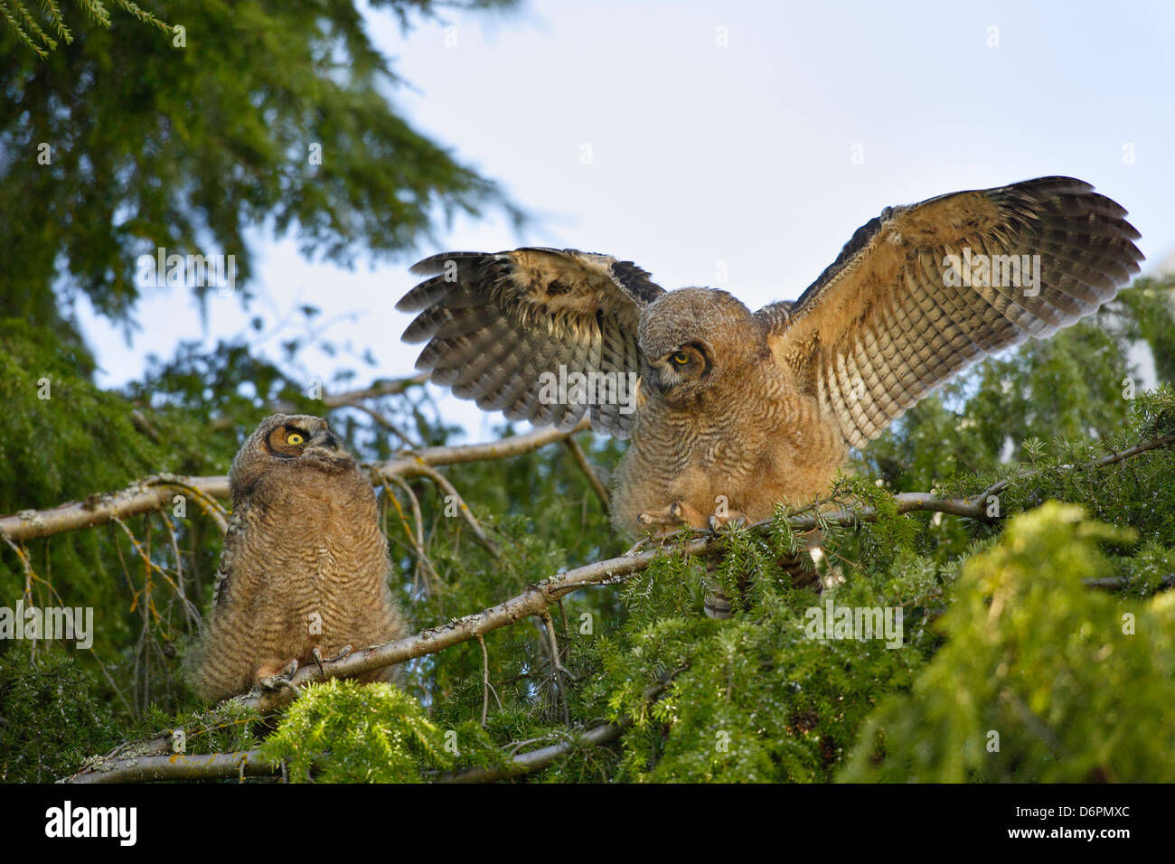 Grand-duc d'owlet oisillons se percher sur un arbre tout en apprenant à exercer les ailes à Victoria, Colombie-Britannique, Canada. Banque D'Images