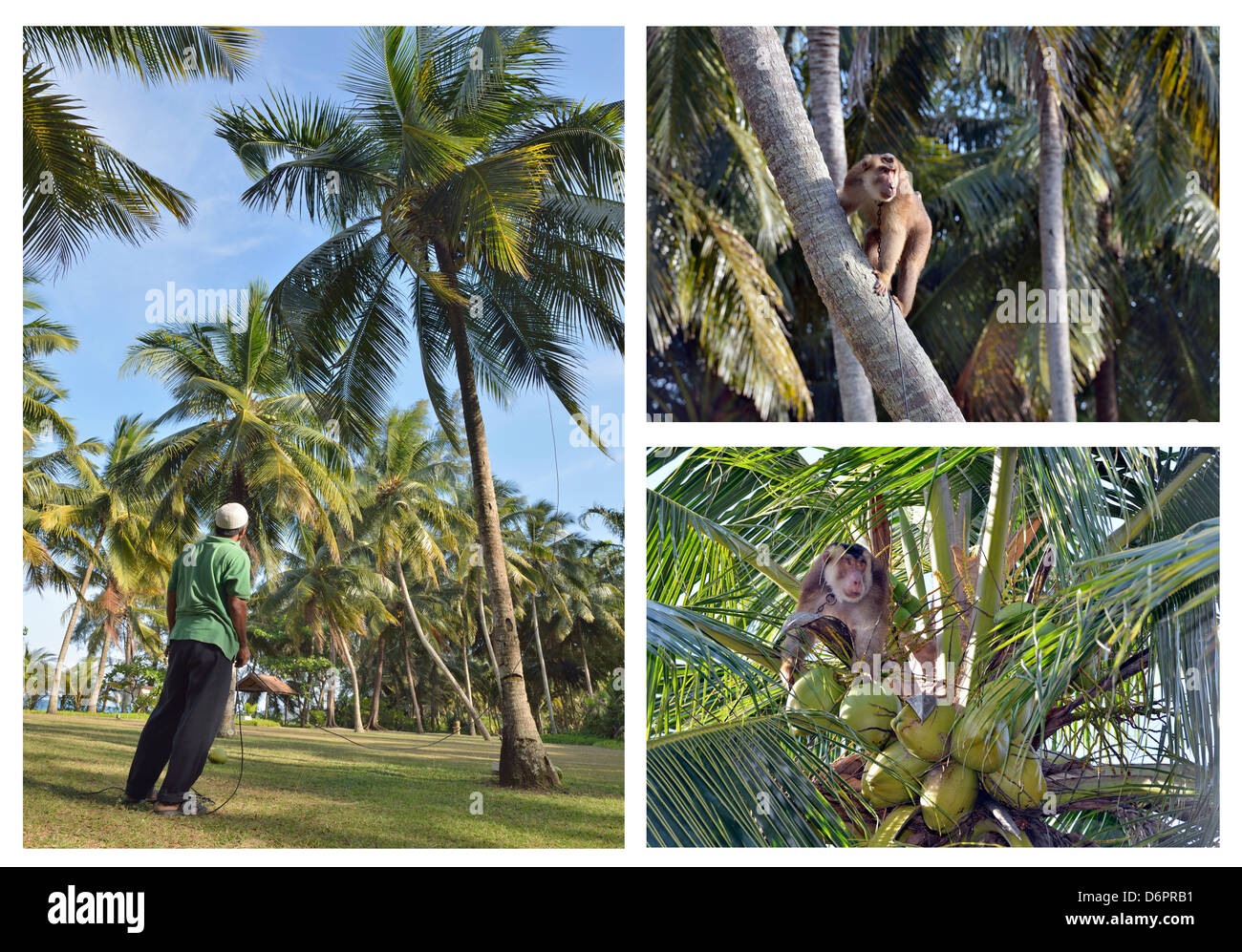 Macaque à queue de cochon cueille des noix de coco d'un arbre Banque D'Images
