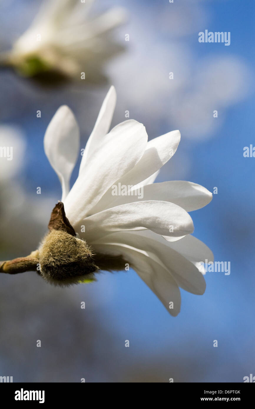 Magnolia x loebneri 'Ballerina' fleurit contre un fond de ciel bleu. Banque D'Images