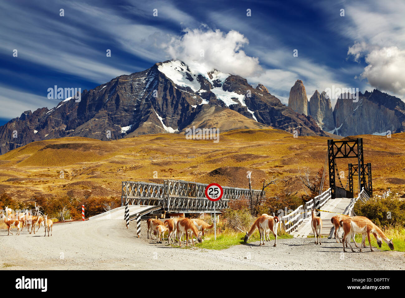 Guanacos sauvages dans le Parc National Torres del Paine, Patagonie, Chili Banque D'Images