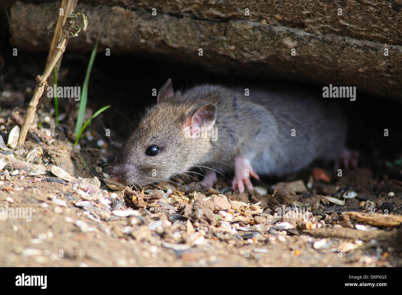 rat brun Banque D'Images