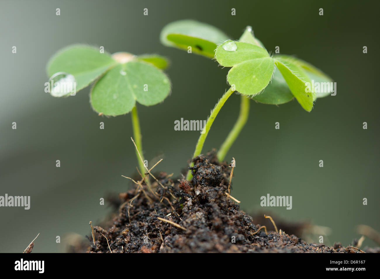 Plantation des graines germées dans le sol Banque D'Images