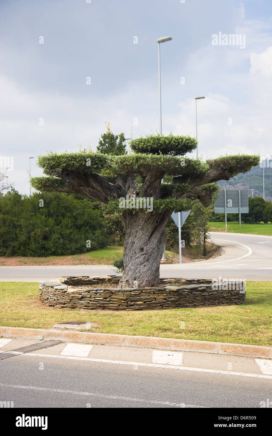Bel arbre sur le carrefour à Benicassim, Espagne Banque D'Images