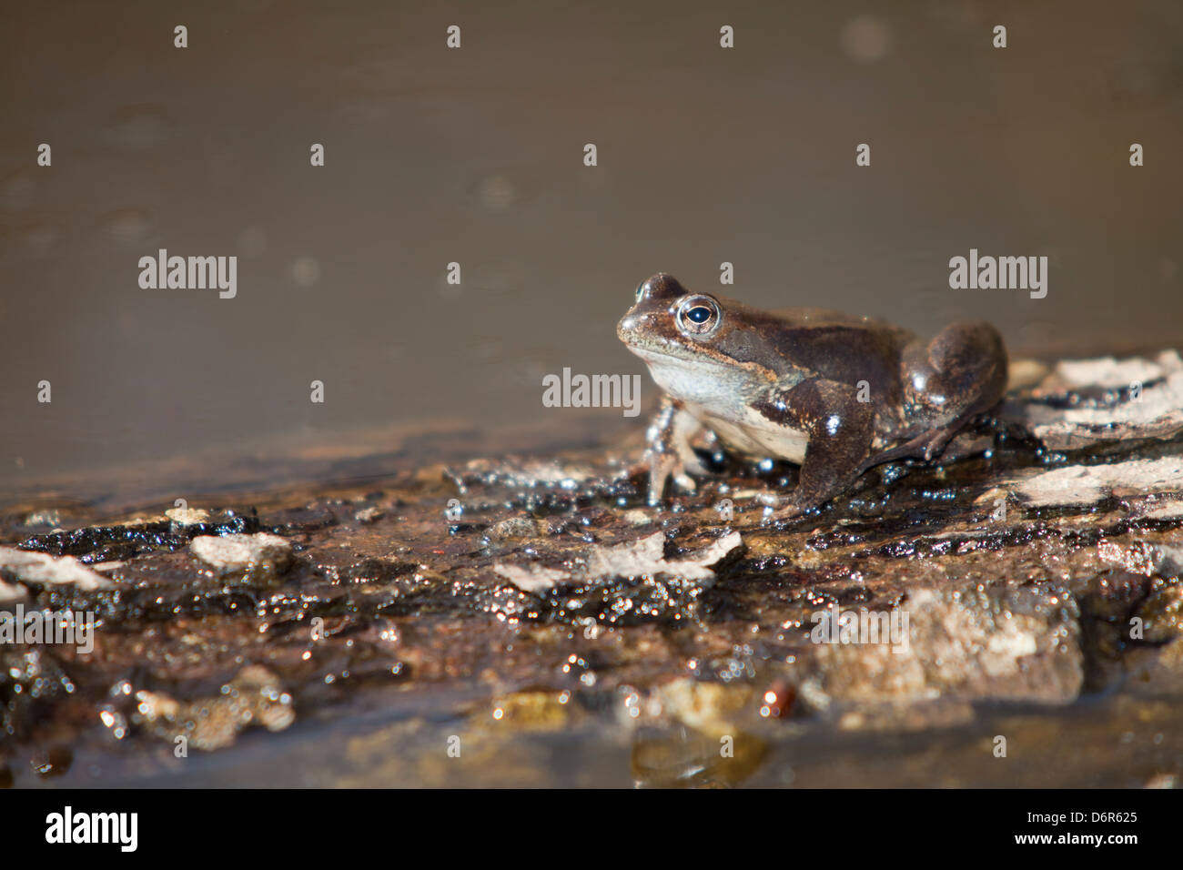 Commune européenne ou grenouille Grenouille commune européenne - Rana temporaria -, Barcelone, Espagne Banque D'Images