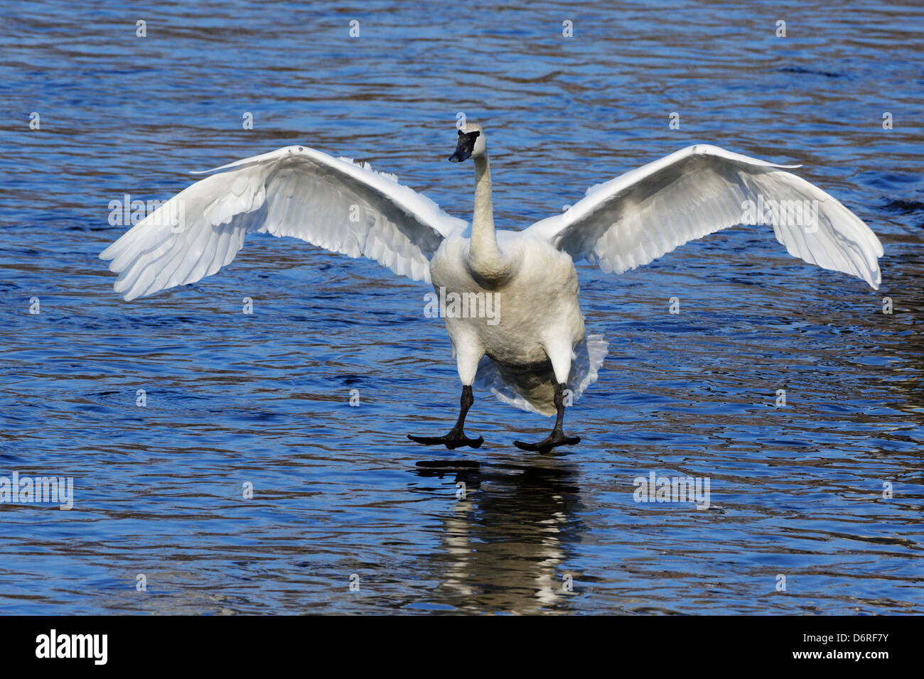 Un vol de cygnes trompettes dans pour un atterrissage sur le fleuve Mississippi, Minnesota, USA. Banque D'Images