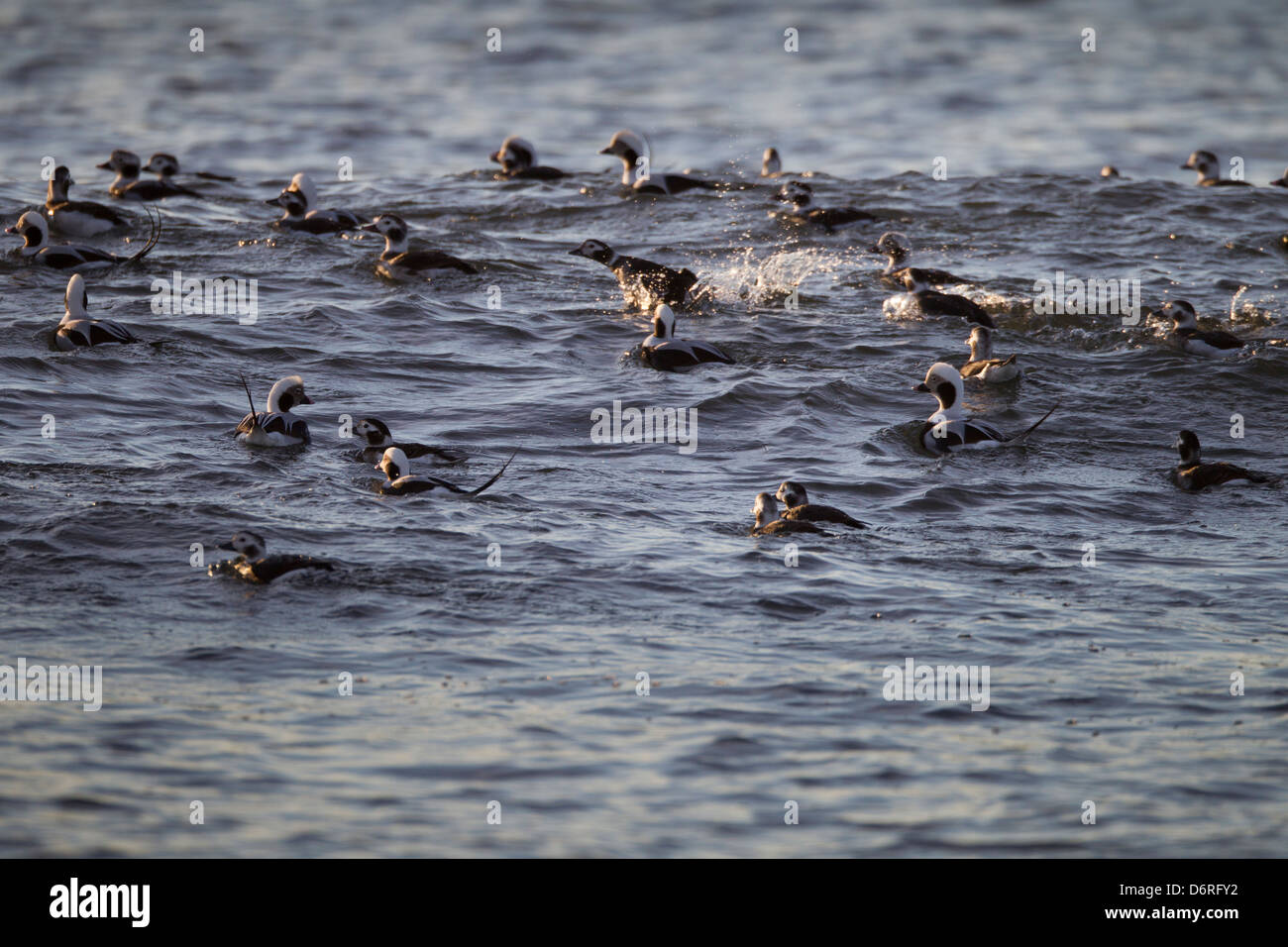 Le Harelde kakawi (Clangula hyemalis), troupeau de mâles et de femelles en plumage d'hiver Banque D'Images