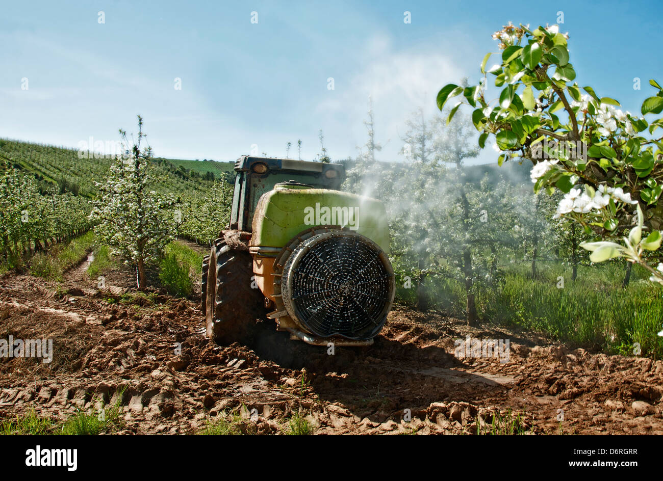 A-Dos-Francos, Portugal, avril 2013. Les vergers de poires Rocha sont en fleurs. Les agriculteurs à faire face à les protéger contre les ravageurs. Banque D'Images