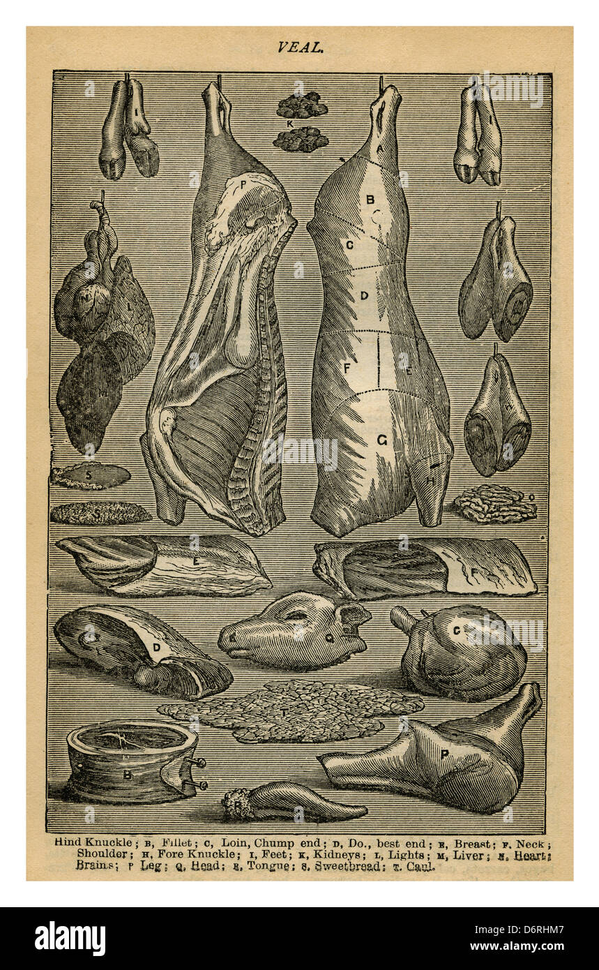 1890 Mme Beetons illustration de livre de cuisine variété de coupes de viande de veau de l'époque victorienne Banque D'Images