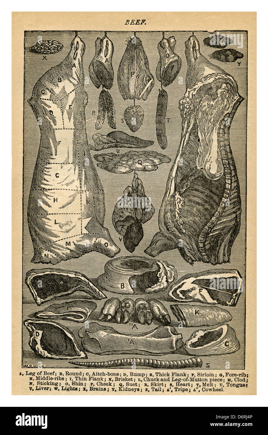 1890 Mme Beetons illustration de livre de cuisine variété de coupes de viande de boeuf de l'époque victorienne Banque D'Images