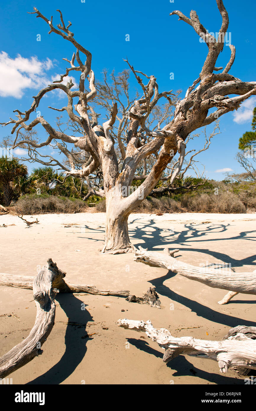 Driftwood Beach, Jekyll Island Georgia, l'une des plages les plus isolées d'Amérique. Banque D'Images