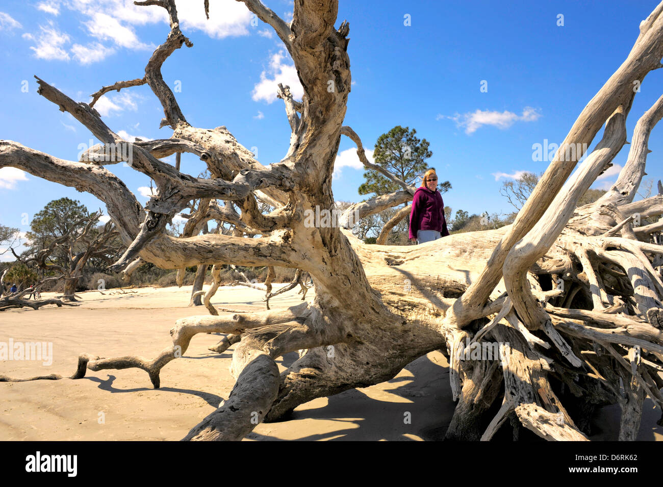 Une femme debout sur un grand morceau de bois flotté Driftwood Beach Jekyll Island en Géorgie La Géorgie l'un des la plupart des plages isolées. Banque D'Images
