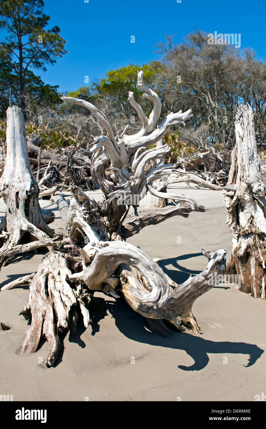 Driftwood Beach, Jekyll Island Georgia, l'une des plages les plus isolées d'Amérique. Banque D'Images