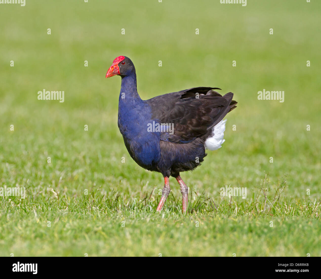 Pukeko - Porphyrio porphyrio Banque D'Images