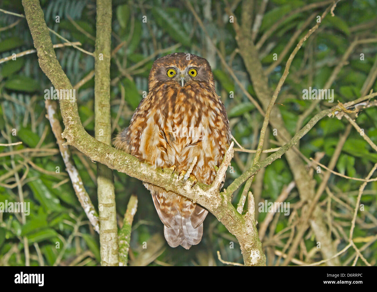 Morepork - Ninox novaeseelandiae Banque D'Images