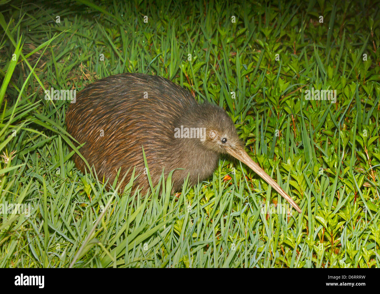 Île du Nord Brown Kiwi - Apteryx mantelli Banque D'Images Île du Nord Brown Kiwi - Apteryx mantelli Banque D'Images