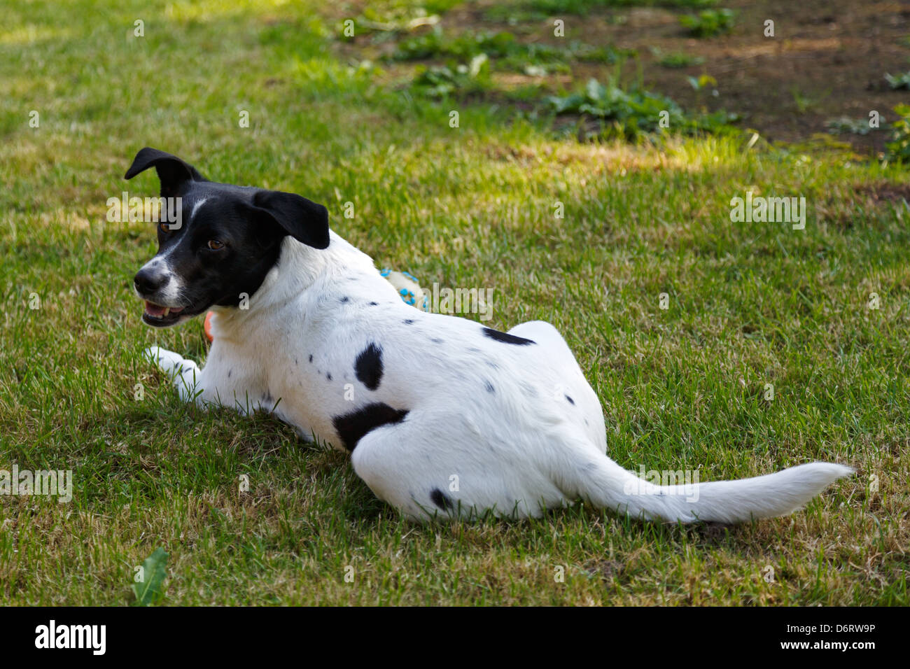 L'Emden, Allemagne, un chien se trouve dans un jardin sur la pelouse Banque D'Images