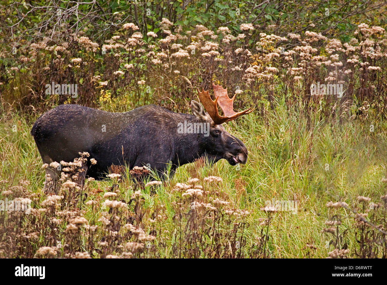 Un orignal mâle en automne en Algonquin, Canada Banque D'Images