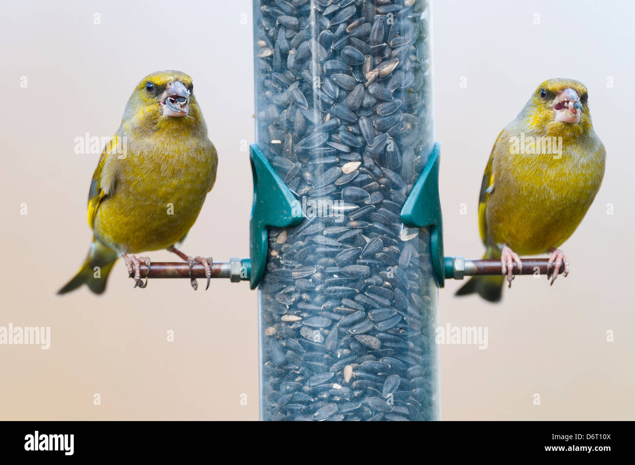 Verdier, Carduelis chloris, deux mâles adultes sur Tournesol noir, d'Angleterre, Février Banque D'Images