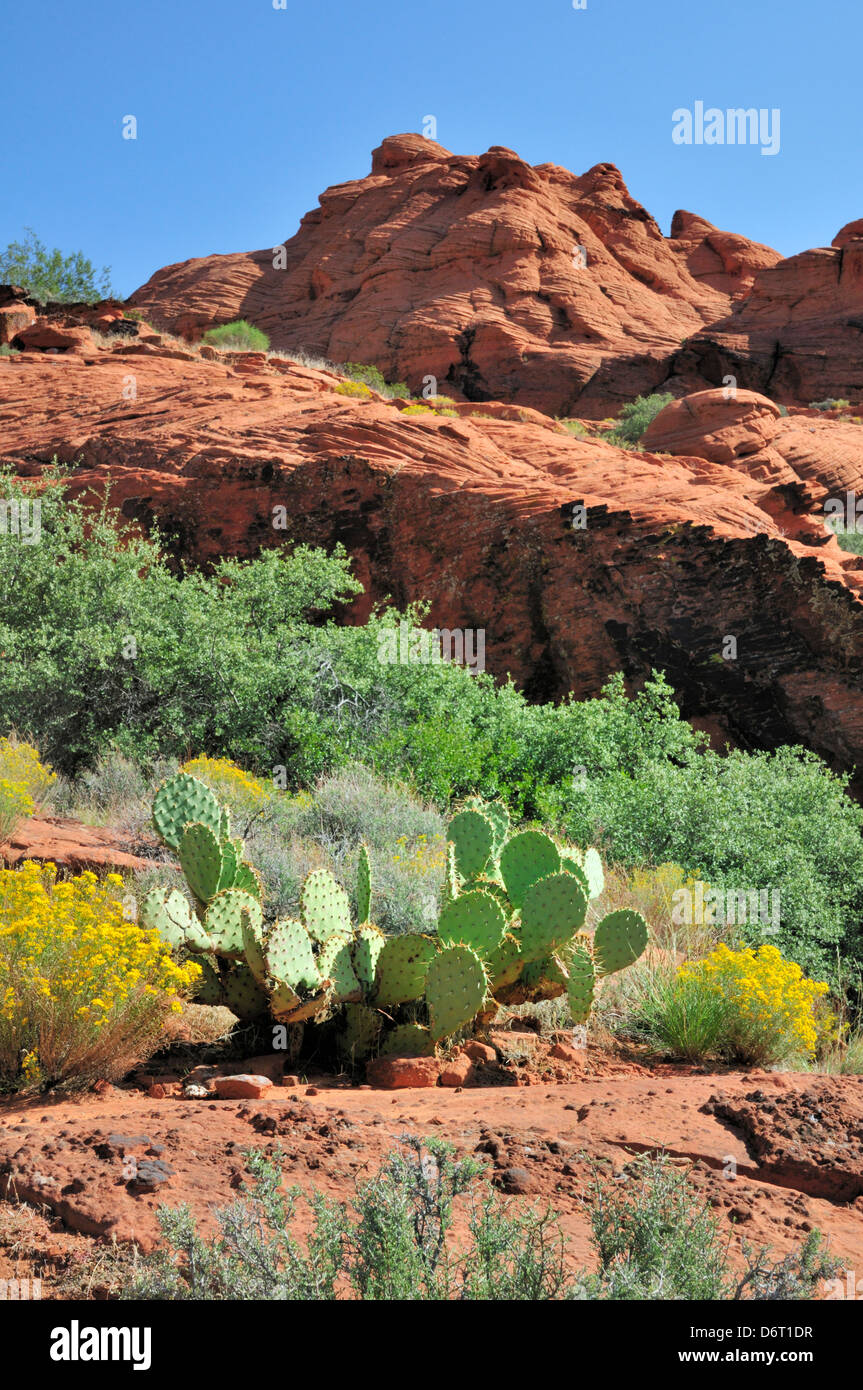 Cactus de castor dans Snow Canyon State Park Banque D'Images