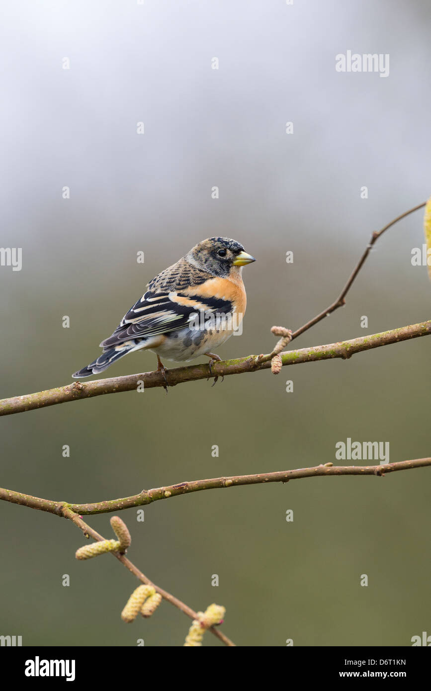 Pinson du Nord, Fringilla montifringilla, homme perché sur hazel direction générale. Banque D'Images