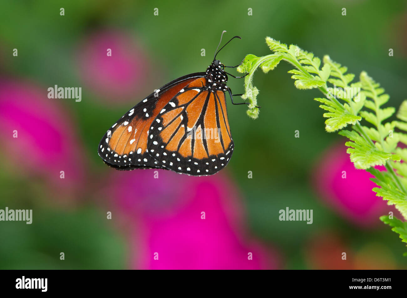 Papillon danaus gilippus (Queen) perché sur leaf Banque D'Images