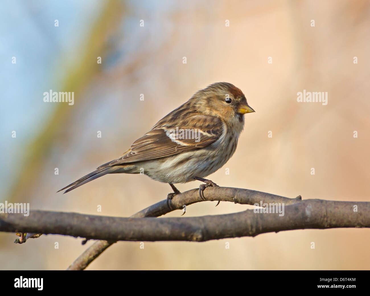 Sizerin flammé Carduelis flammea moindre Banque D'Images