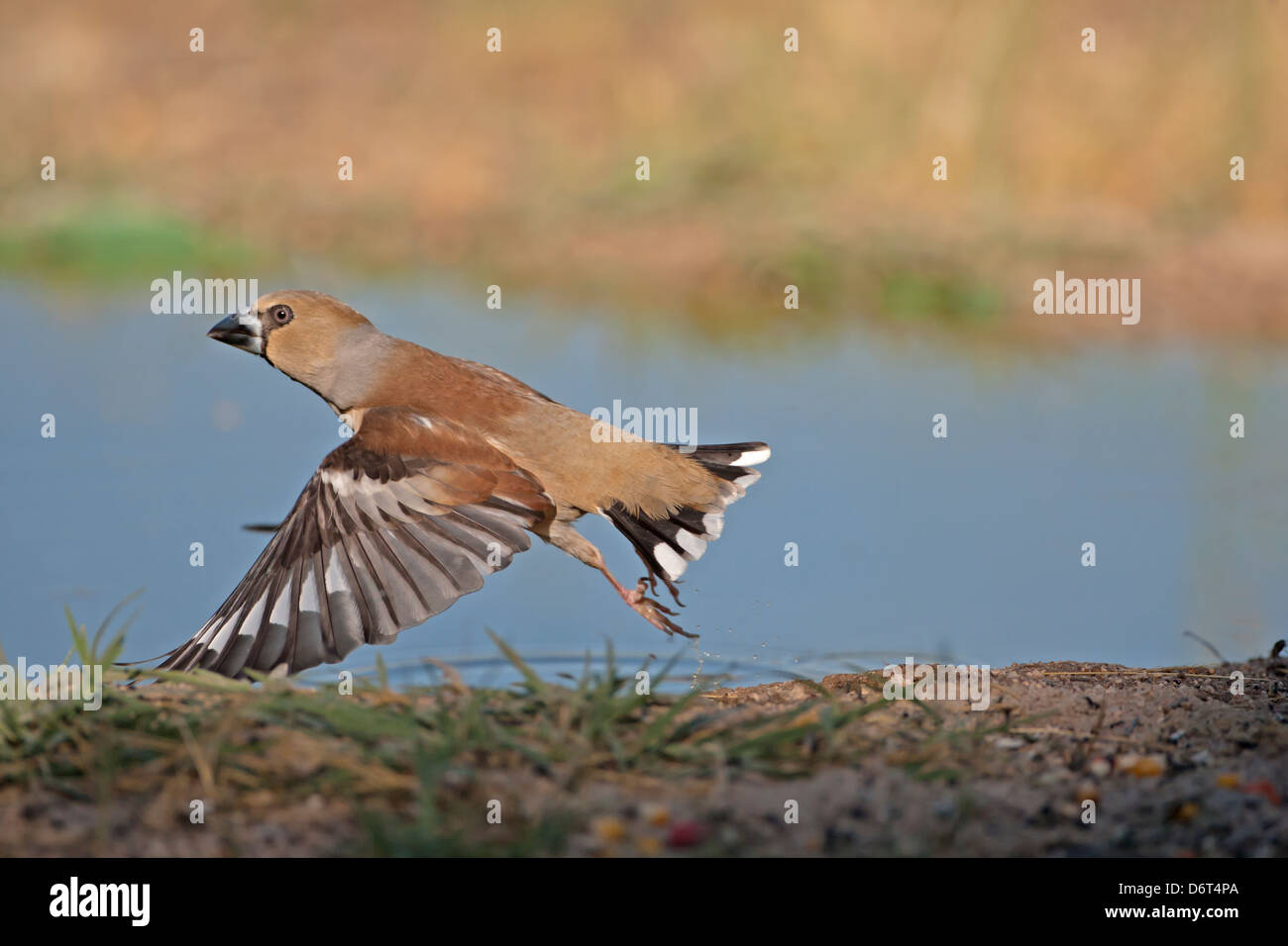 Coccothraustes coccothraustes Hawfinch Banque D'Images