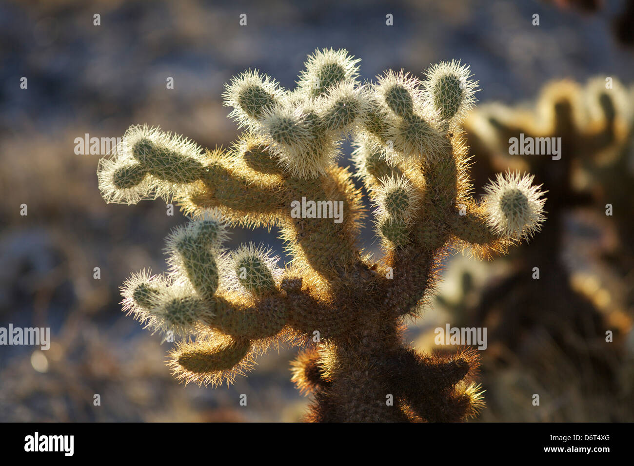 Close-up de Teddy-Bear Cholla cactus (Cylindropuntia bigelovii), Anza-Borrego Desert State Park, Californie, USA Banque D'Images