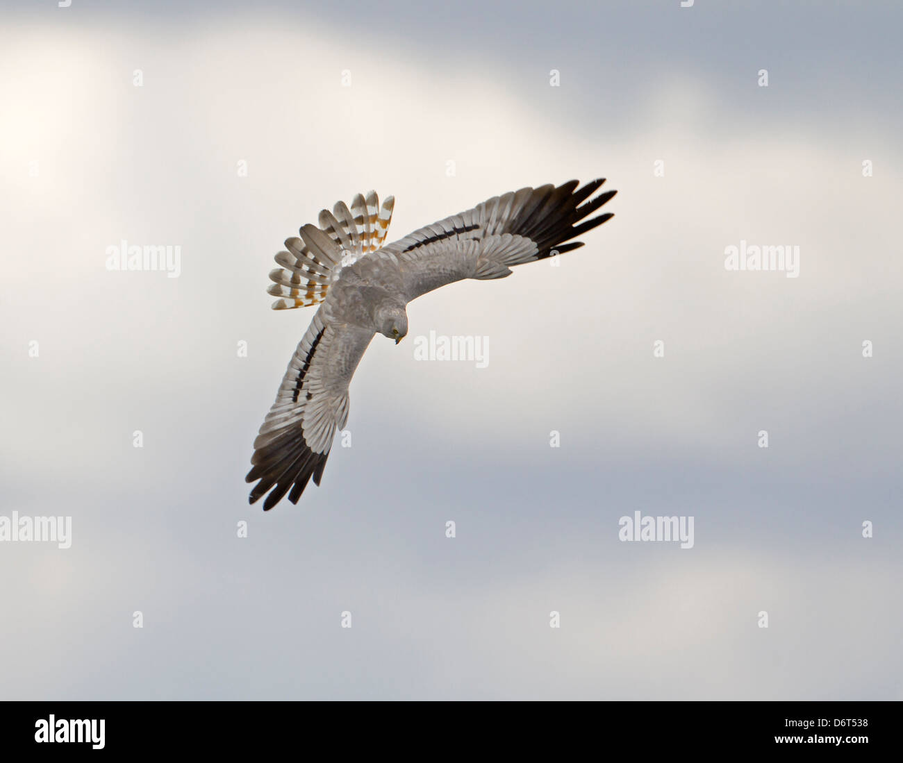 MONTAGU'S HARRIER Circus pygargus Banque D'Images MONTAGU'S HARRIER Circus pygargus Banque D'Images