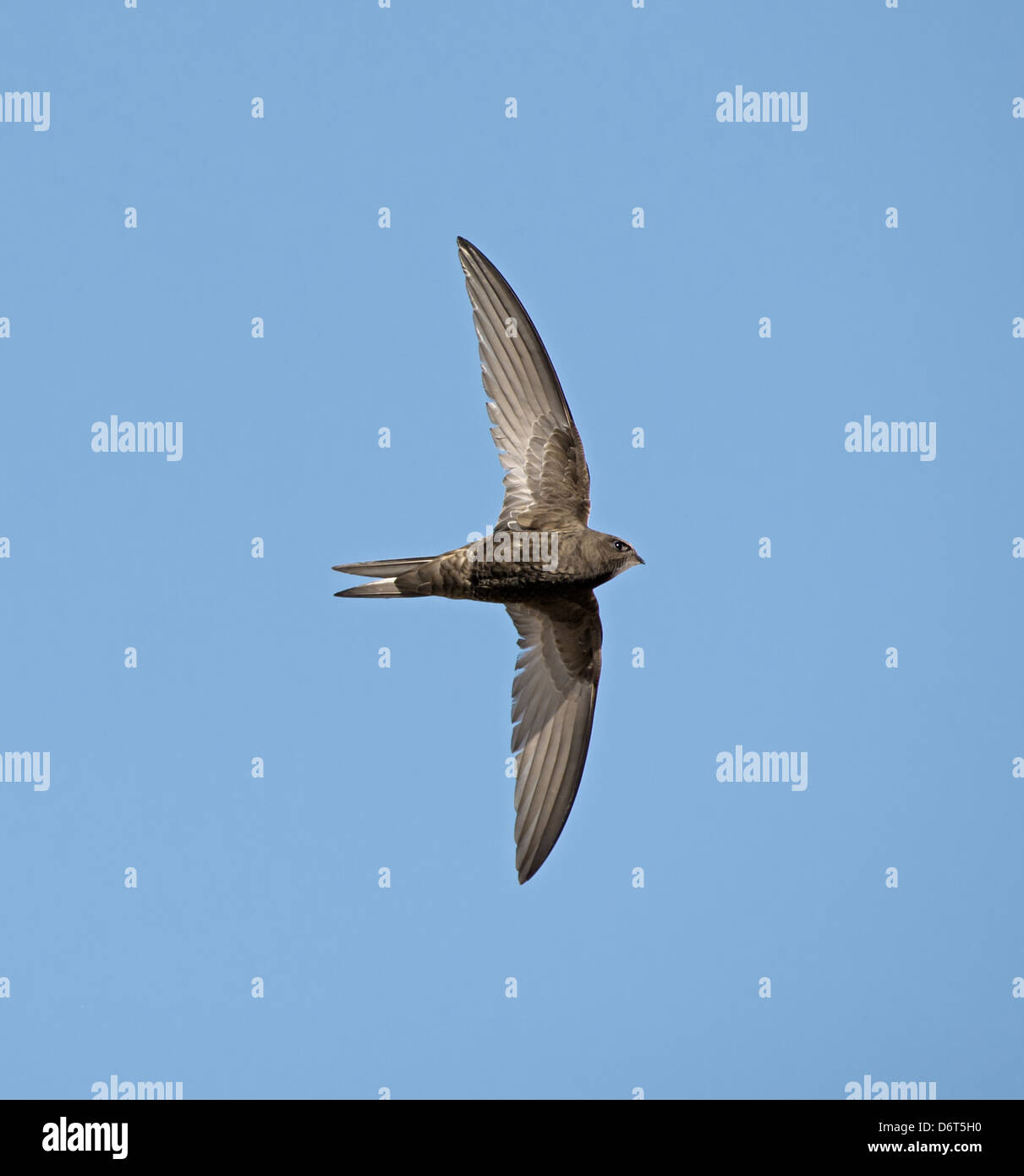 SWIFT Apus apus Banque D'Images