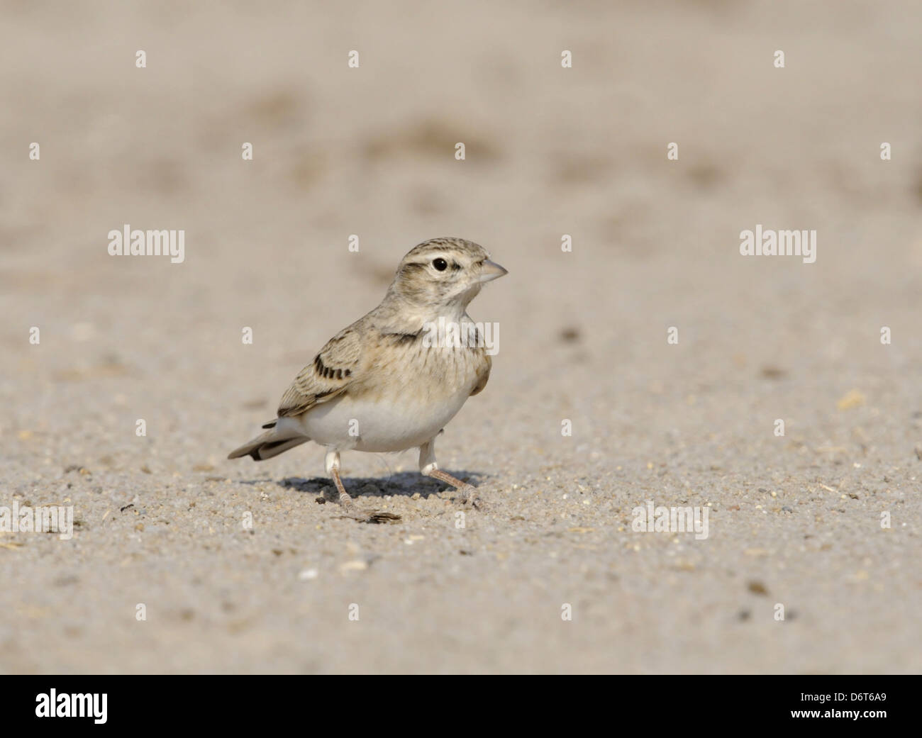 Circaète jean-le-Lark Calandrella brachydactyla Banque D'Images