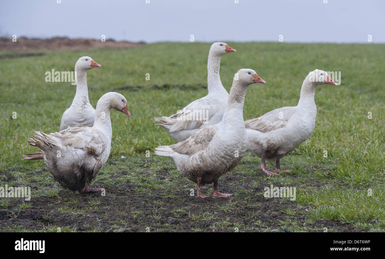 L'oie domestique, d'Embden, cinq adultes, debout sur l'herbe dans le champ, Rotherham, South Yorkshire, Angleterre, Février Banque D'Images