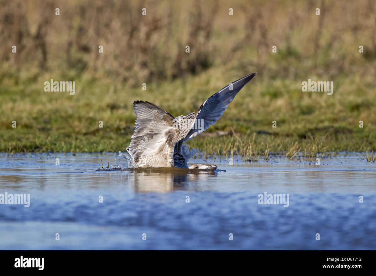 Goéland marin Larus marinus plumage immature premier hiver tomber à l'eau après avoir brisé la glace étang gelé Suffolk Banque D'Images