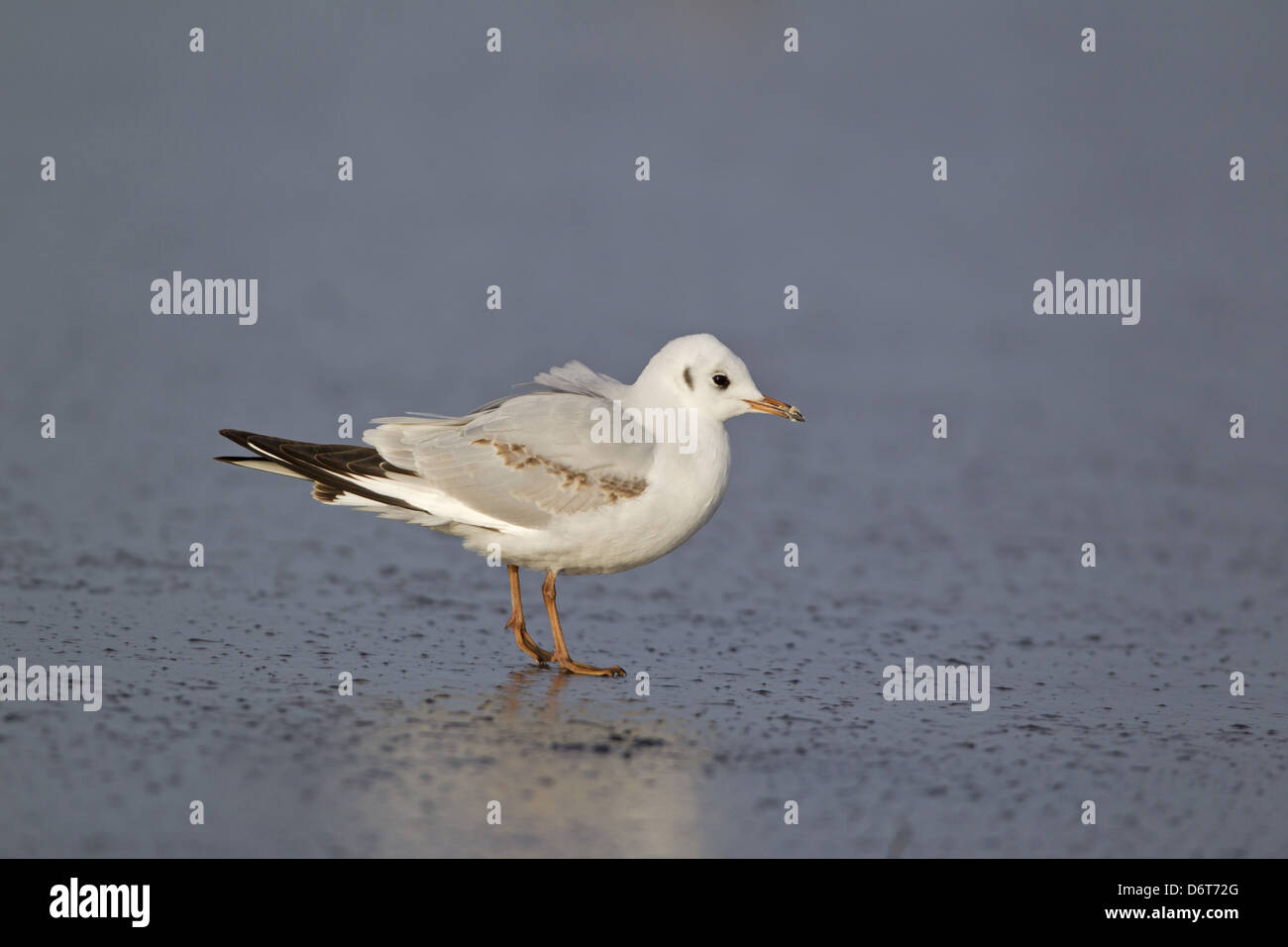 Mouette rieuse (Larus ridibundus) immature, premier plumage d'hiver, debout sur la glace de l'étang gelé, Suffolk, Angleterre, Décembre Banque D'Images