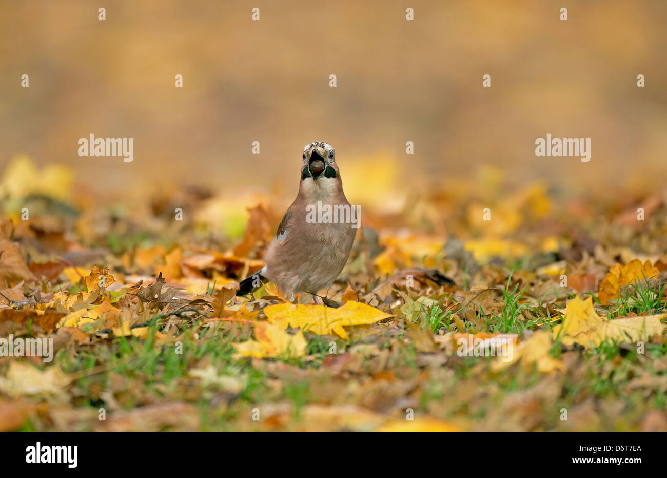 Eurasian Jay (Garrulus glandarius) adulte, avec un bec en acorn, debout parmi les feuilles tombées, Merseyside, Angleterre, Novembre Banque D'Images