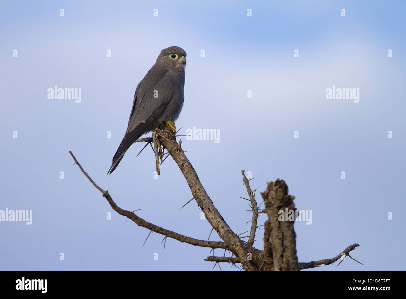 Gray crécerelle (Falco ardosiaceus) adulte, perché sur une branche, Serengeti N.P., Tanzanie, décembre Banque D'Images