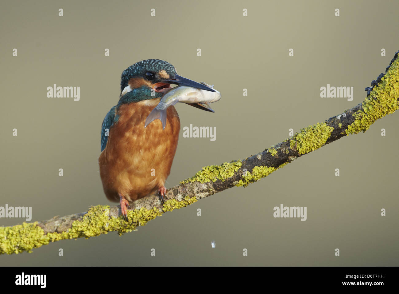 Kingfisher Alcedo atthis commun des profils des poissons fraîchement pêchés dans bec perché sur des rameaux couverts de lichen Novembre Angleterre Worcestershire Banque D'Images