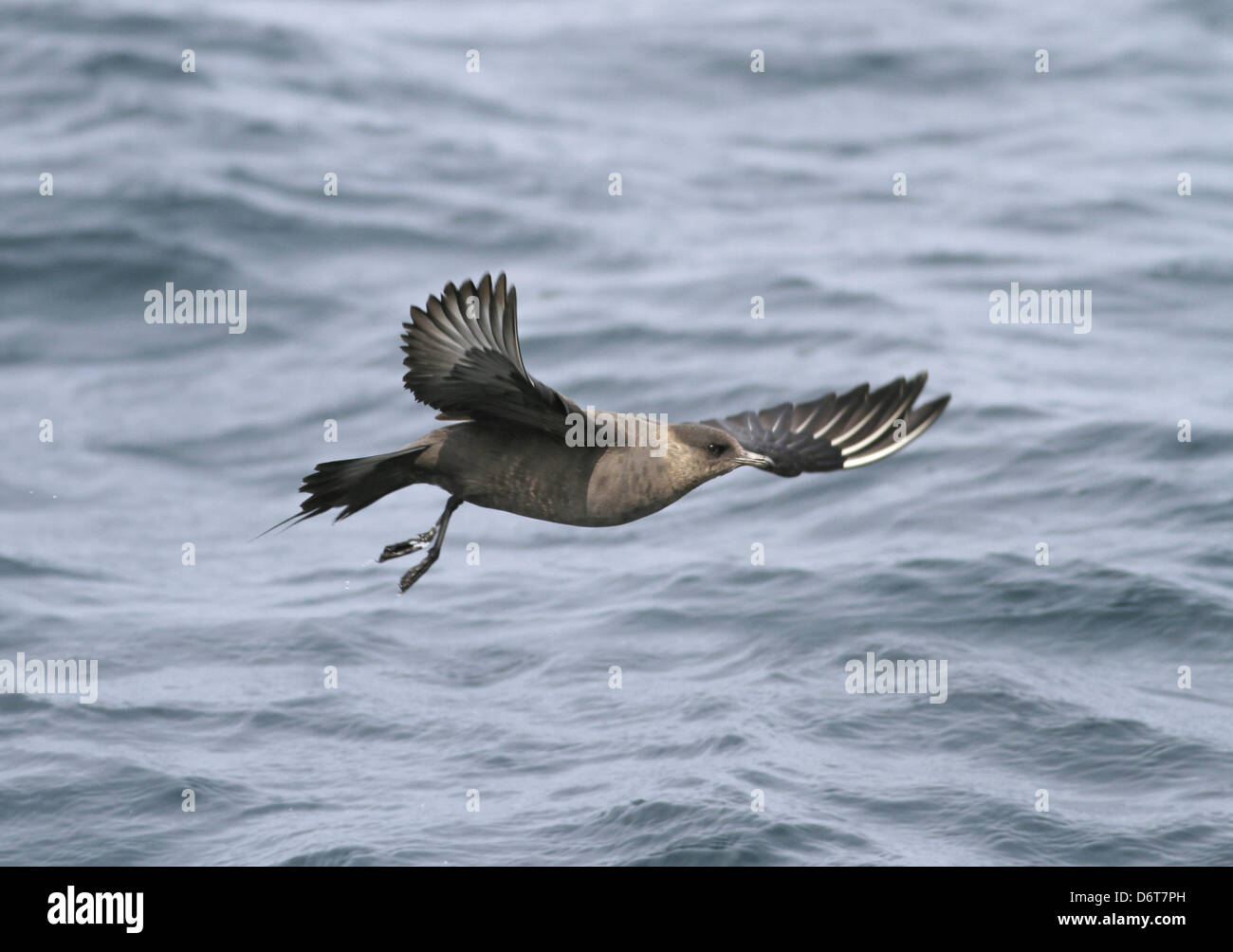 Labbe parasite Stercorarius parasiticus en vol Banque D'Images