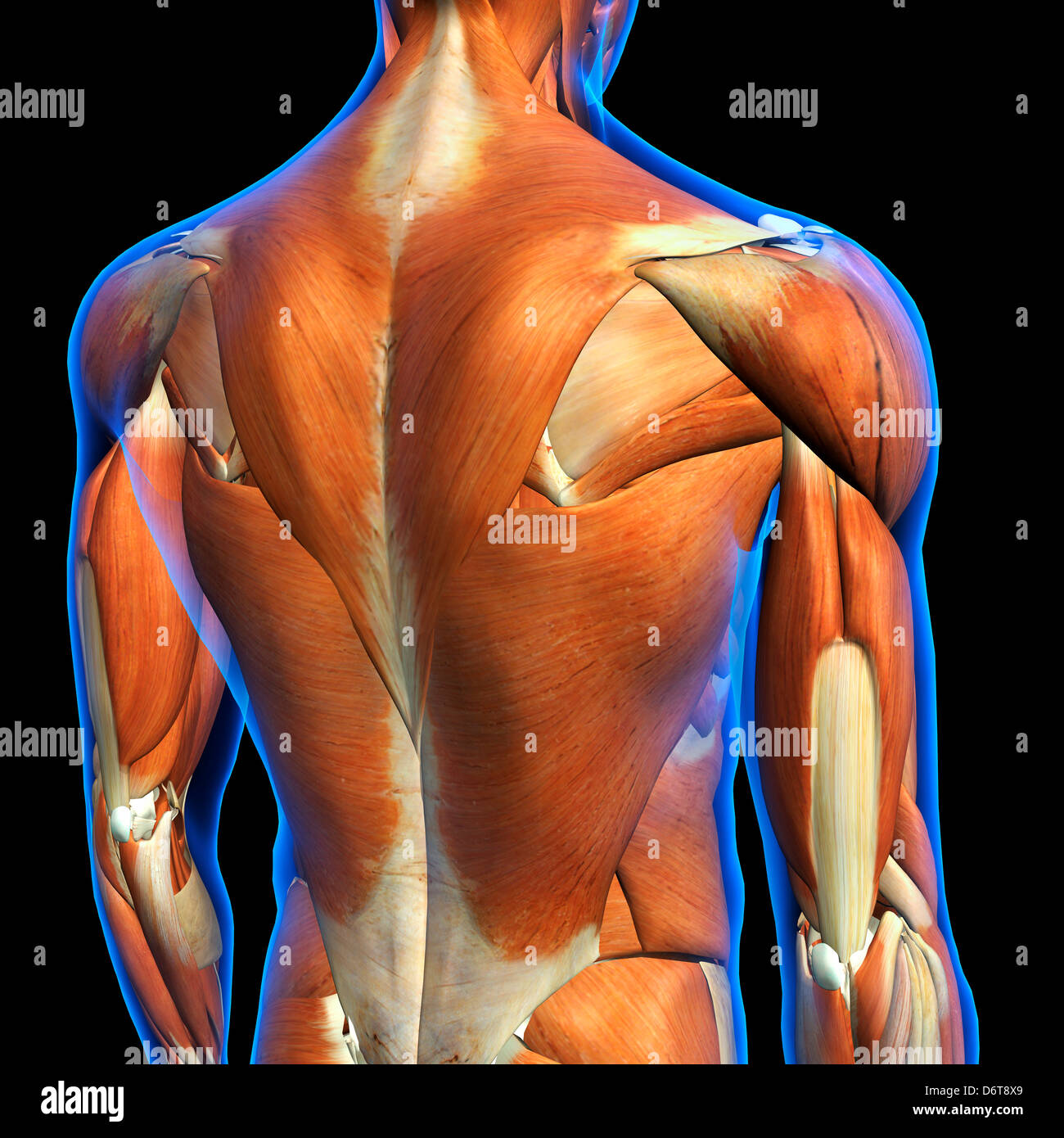 Anatomie des muscles du haut du dos masculin en bleu X-Ray Couleur contour  3D illustration sur fond noir Photo Stock - Alamy