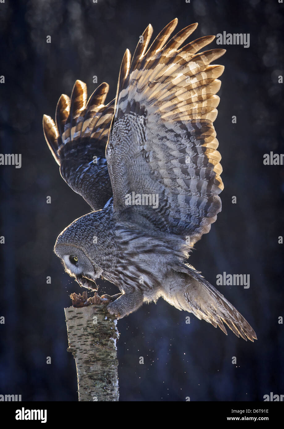 La Chouette lapone (Strix nebulosa), adultes se nourrissant d'appâts morts (proies), planant sur la souche, Laponie, Finlande, Février Banque D'Images